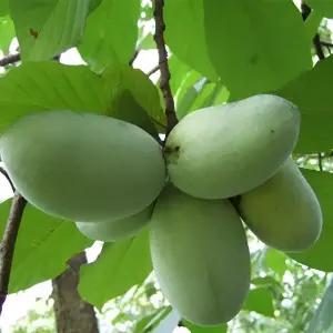 청농원 포포나무 2년생 접목묘 2주 뽀뽀나무 묘목