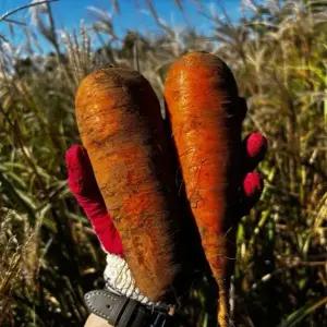 제주 구좌 설탕 당근 10KG 1박스