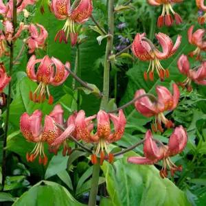 [백합구근] 매니토바 모닝 4구