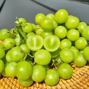 씨없는 포도 애플청포도 오톰크리스피 1.8KG 2수