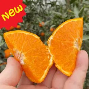 담은농가 제주 카라향 대과 3kg / 고당도 제주직송 제철 감귤