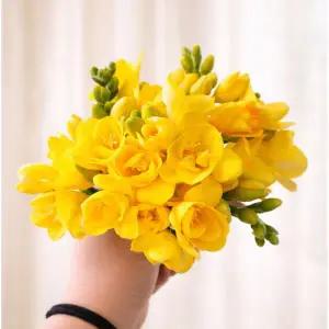 꽃 택배 꽃다발 봄 프리지아 1+1+1 행사 생화택배 장미 꽃도매 꽃배달 저렴한곳