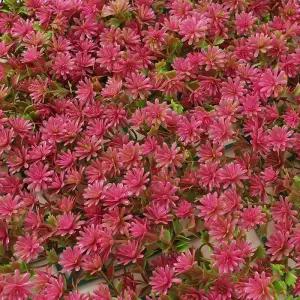 정원인테리어 인공잔디 인조잔디 (핑크그린) 벽장식 인조잔디(50x50cm)