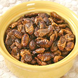 번데기 4kg /후회없는 선택