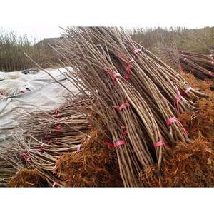 무화과묘목 무화과나무