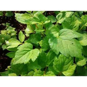 땅두릅모종 100개 (트레이 105구 1판) 독활모종