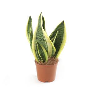 갑조네 산세베리아 슈퍼바