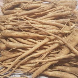 (GD소망)도라지모종(2년차 종근) 1kg 약100개