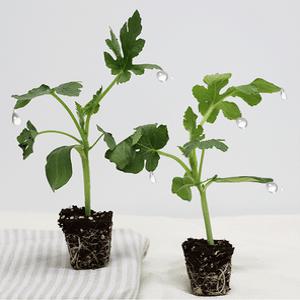 내가 키우는 수박모종 5주 베란다 텃밭 농장 주말 취미