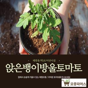 (모종파머스) 미니방울토마토모종 10(개) 기르기체험용 (50cm 미만 크는 식용관상용)