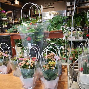 투명 사각 쇼핑백 꽃집 다육이 미니 화분 사다리꼴 비닐 구디백