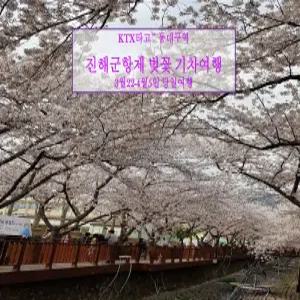 [KTX] 진해 군항제 벚꽃 기차여행(3/21-4/12 동대구역 당일)