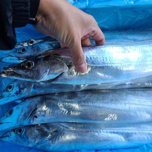 새벽입찰 제주 갈치 생물 은갈치 생갈치