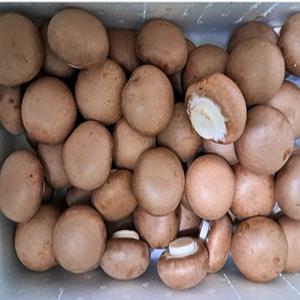 국내산 무농약 친환경 양송이버섯 1KG 브라운 최상품 특품