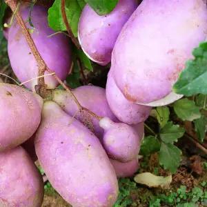 으름나무 키150cm 백화 홍화 대실 결실주 덩굴식물