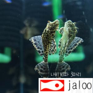 생먹이 자루 나비비파 3마리 얼룩이 청소 물고기 열대어