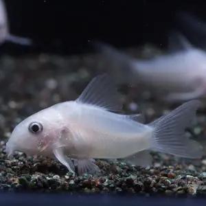 티아쿠아 열대어 화이트 팬더 코리도라스 1마리