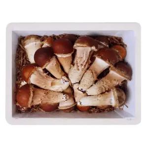 [햇담송]무농약 참송이버섯 특대사이즈 최상급 농협에 납품하는 진한 송이향의 고급버섯