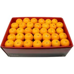 [삼다몰]제주 천혜향 소과 10kg(62~90과 내외)