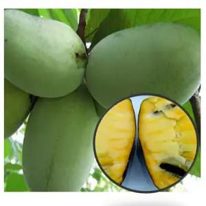 묘목/포포나무 (NC-1 ) 대과종 접목2년차 포트)  NB018