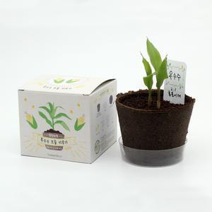 팜팜농장 식물 꽃 채소 키우기 세트 강낭콩 옥수수 가지 당근 상추 토마토