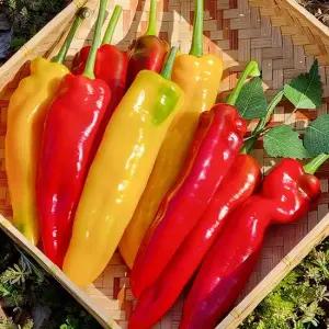 과일처럼 맛있는 국내산 롱스위트 파프리카 1kg