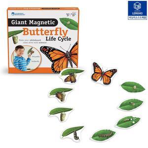 자석 나비 한살이 모형세트x1개 9단계나비성장모형