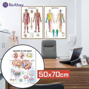두개골 모형 인체 해부도 근육 학교 양호실 인테리어 포스터 병원 액자 과학 보건실 치과