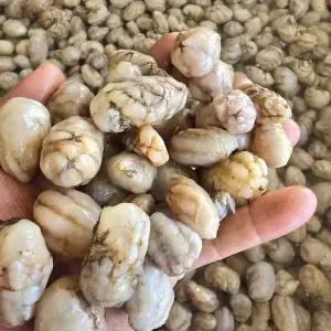 생물 오만둥이 5kg /IW