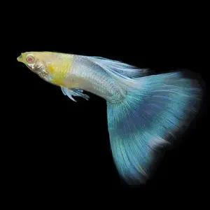 [행운수족관]고정구피, 알비노 블루 토파즈 [수2+암3] 구피