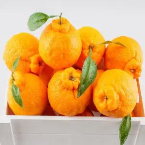 정품) 제주 한라봉 5kg 로얄과