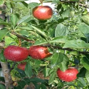 사과나무 7월중순에 만나보는 조생종 여름사과 고이조라 분묘