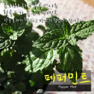 [허브여울] 페퍼민트 (페파민트 모종 노지월동) 지름 10cm 소품 15cm 중품화분 (좋은흙만 사용)