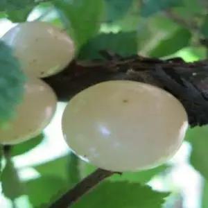 앵두나무-(화이트앵두)백앵두 화분묘 HK200