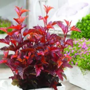 국수나무-리틀엔젤-조경수 묘목 /15cm포트묘 HK616