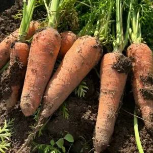 제주 구좌당근 신선한 프리미엄 당근