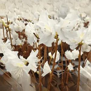 진달래 묵은둥이 흰색 야생화 정원 조경 화단꾸미기 거실화분 다년생 C01