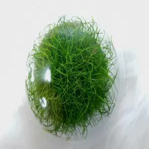 미니헤어글라스 양많은 무균 조직배양수초 무균컵수초 전경수초