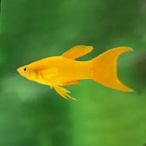 열대어 골든몰리 라이어테일 20마리