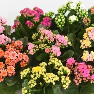 칼란디바 소형 야생화 꽃모종 화단가꾸기 화초키우기 인테리어 식물