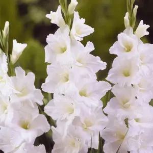 구근 글라디올러스 에센셜 1구(구근둘레12/14)