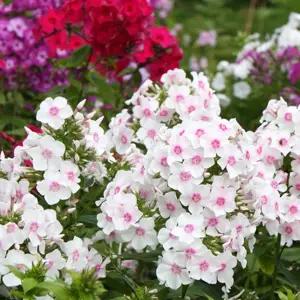 [이지커머스]플록스 꽃잔디 야생화 꽃씨 종자 품종 씨앗 300립 정원꾸미기 야생화씨 씨앗판매 여주씨앗