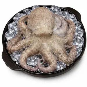 제철 자연산 돌문어 활 문어 자숙문어 제수용1kg [원산지:국산]