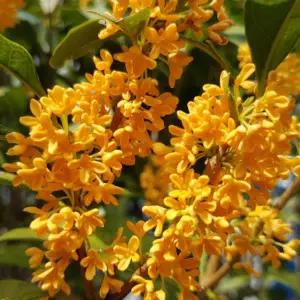 그루담다 목서나무 금목서 묘목 3년생