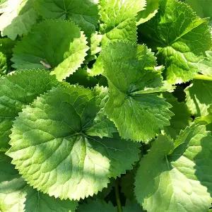 국내산 제철 곰취 500g