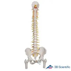 [종로의료기]3B Scientific 인체모형 척추모형 A58/6 고급형 대퇴골두 포함