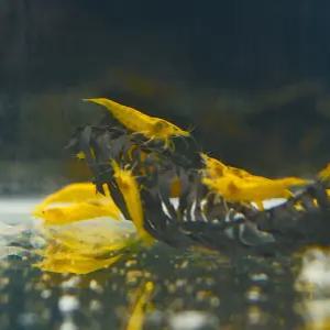 열대어 A급 노랭이새우 10마리 수족관 이끼청소