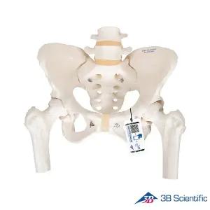 [종로의료기]3B Scientific 인체모형 골반모형 A62 대퇴골두포함 여성골반