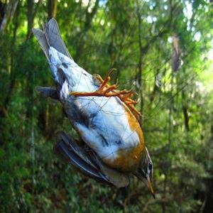 15M 메쉬 방지 버드 안개 그물 농업 과수원 보호는 손상 공급을 방지