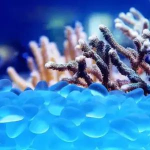 어항 수조 꾸미기 무광 형광 야광돌 500g 장식 어항꾸미기 수조장식